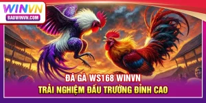 Đá gà WS168 WINVN – Trải nghiệm đấu trường đỉnh cao