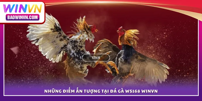 Những điểm ấn tượng tại đá gà WS168 WINVN