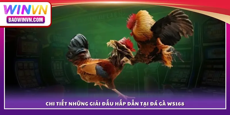  Chi tiết những giải đấu hấp dẫn tại đá gà WS168 